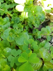 Saperda puncticollis