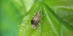 Sciaphobus squalidus