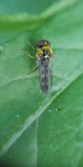 Platycheirus scutatus
