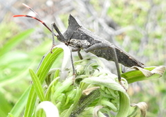 Elasmopoda valga