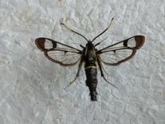 Synanthedon spheciformis