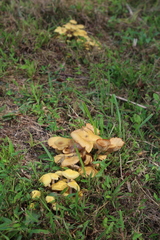 Desarmillaria caespitosa image