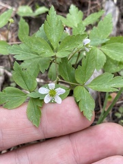 Anemonoides quinquefolia