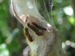 Euproctis chrysorrhoea