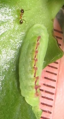 Anthene livida livida