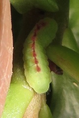 Anthene livida livida