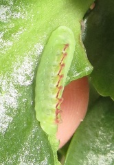 Anthene livida livida