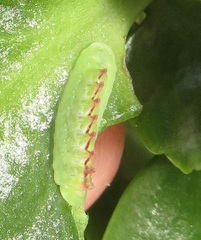 Anthene livida livida