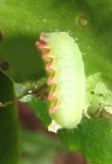 Anthene livida livida