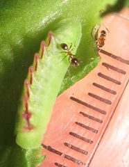 Anthene livida livida