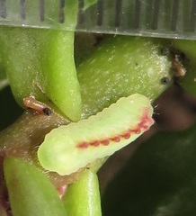 Anthene livida livida