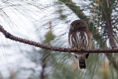 Glaucidium sanchezi