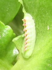 Anthene livida livida