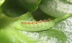 Anthene livida livida