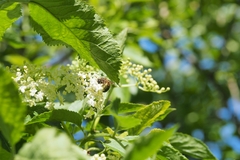 Colletes cunicularius