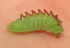 Anthene livida livida