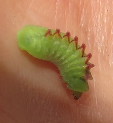 Anthene livida livida