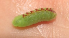 Anthene livida livida