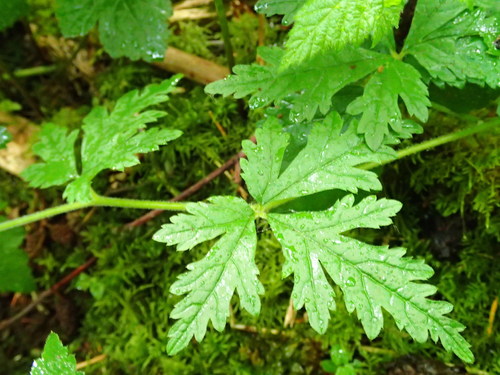Threeleaf Foamflower