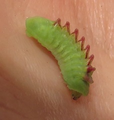 Anthene livida livida