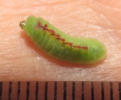 Anthene livida livida