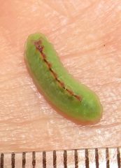 Anthene livida livida