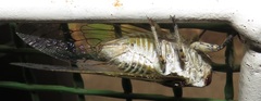 Oxypleura lenihani