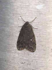 Paleacrita merriccata