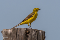 Motacilla flava lutea