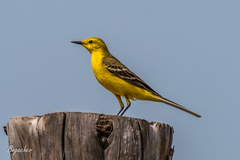 Motacilla flava lutea