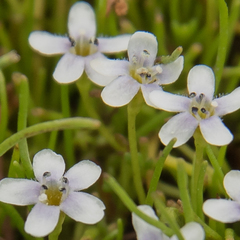 Limosella longiflora