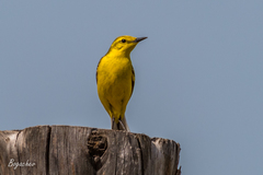 Motacilla flava lutea