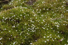 Limosella longiflora