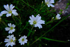 Cerastium arvense