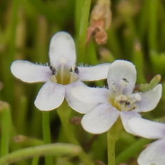 Limosella longiflora