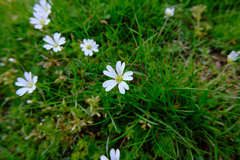 Cerastium arvense
