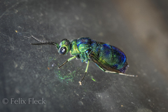 Chrysis lincea