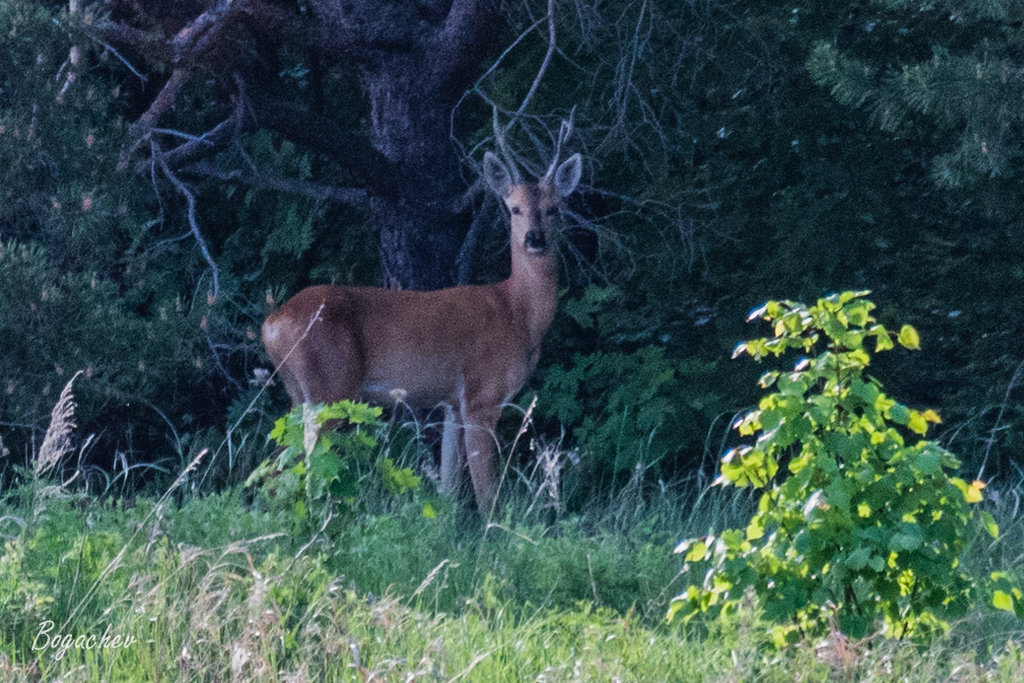 Eastern Roe Deer from Лениногорский р-н, Респ. Татарстан, Россия on May ...