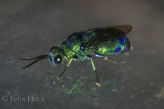 Chrysis lincea