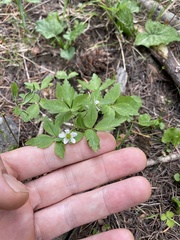 Anemonoides quinquefolia