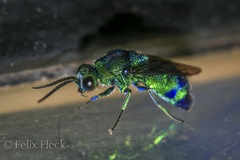 Chrysis lincea