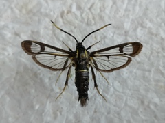 Synanthedon spheciformis