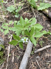 Anemonoides quinquefolia