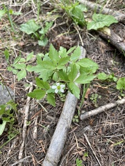 Anemonoides quinquefolia