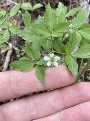 Anemonoides quinquefolia
