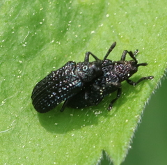 Microrhopala excavata