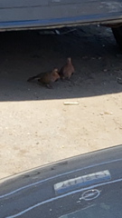 Streptopelia senegalensis