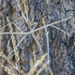 Austrovates variegata - Photo (c) Felix Fleck, algunos derechos reservados (CC BY-NC), uploaded by Felix Fleck