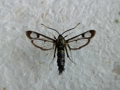 Synanthedon spheciformis