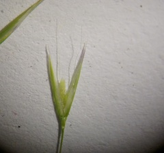 Deschampsia danthonioides